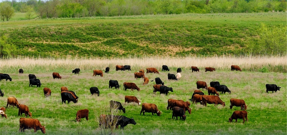 В Казахстане выросло сельхозпроизводство  