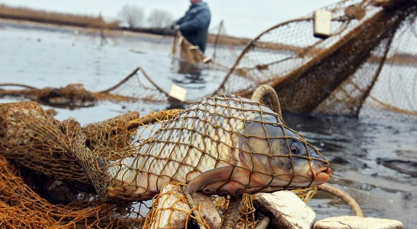 Павлодарда браконьерлерге 1,5 млн теңге айыппұл салынды 