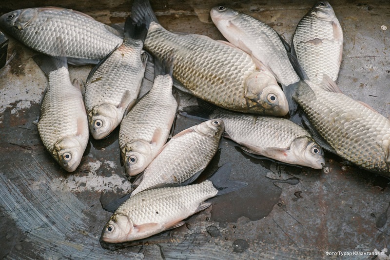 В устье Урала в Атырауской области собрали более тонны снулой рыбы  