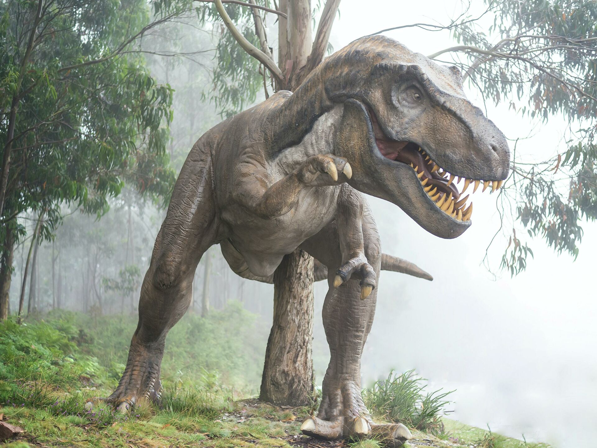 На таможенном посту Ленобласти изъяли груз зубов и когтей динозавров