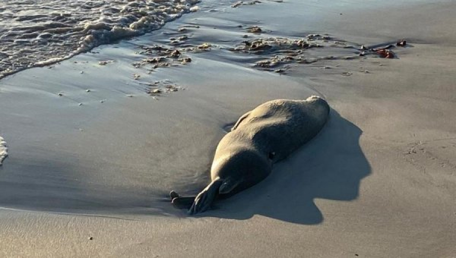 Более 150 мертвых тюленей обнаружены на побережье Каспия