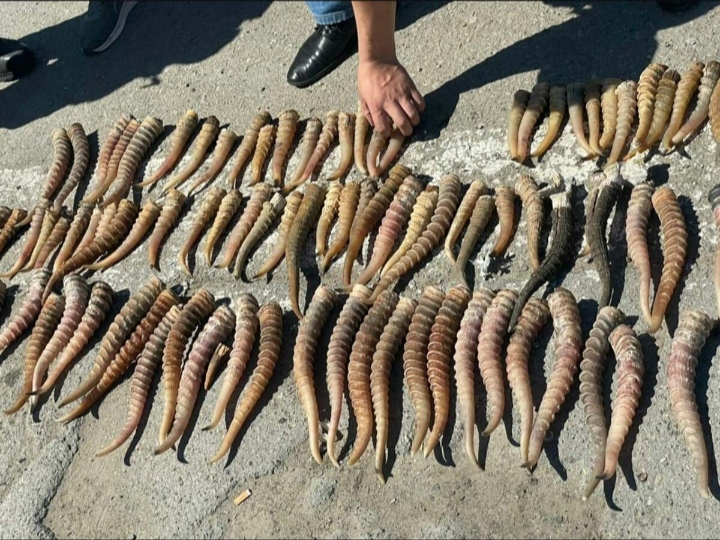 96 рогов сайги обнаружили в сумке жителя Костанайской области  