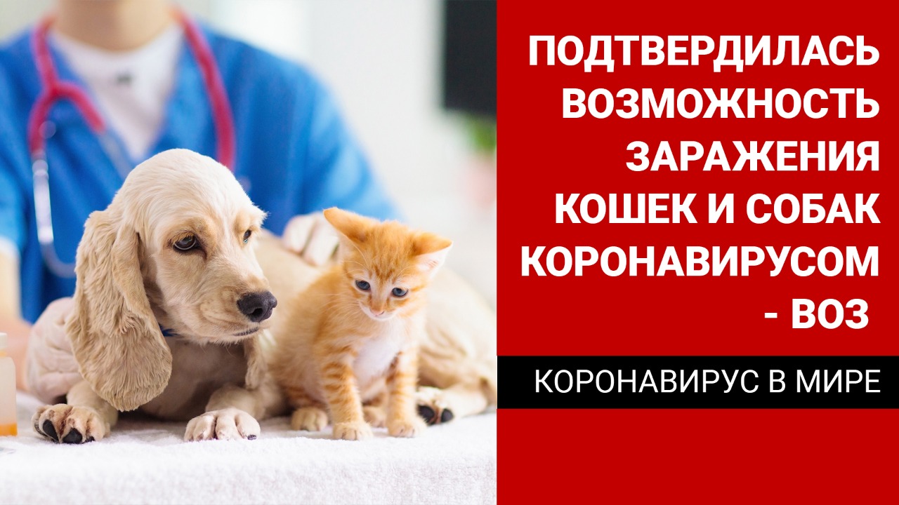 Подтвердилась возможность заражения кошек и собак коронавирусом – ВОЗ