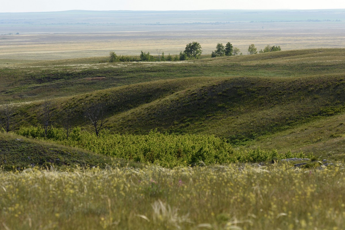 В Казахстане предложили разработать нацпроект по созданию степных резерватов  
