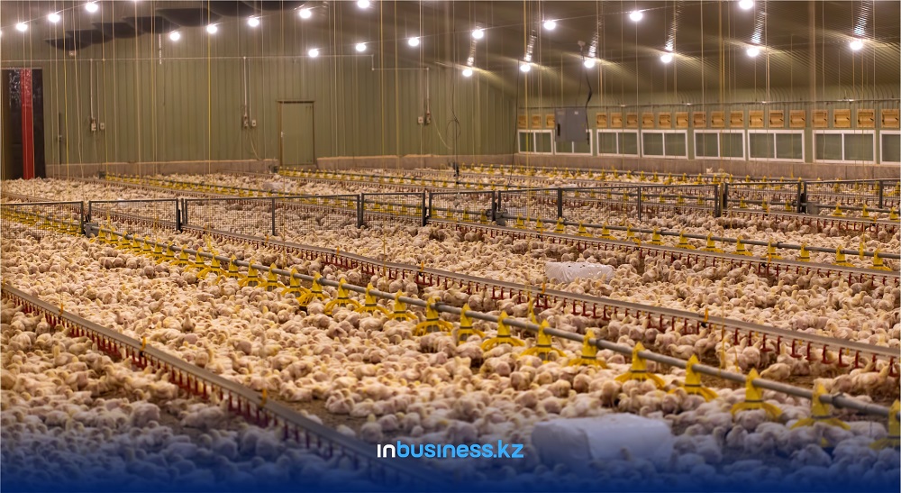 Падеж от птичьего гриппа составил 1,9% от всего поголовья в Казахстане  