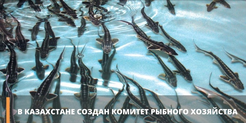 Комитет рыбного хозяйства вновь создан в Казахстане  