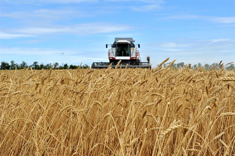 Посевная площадь зерновых в Казахстане увеличилась на 439 200 га   