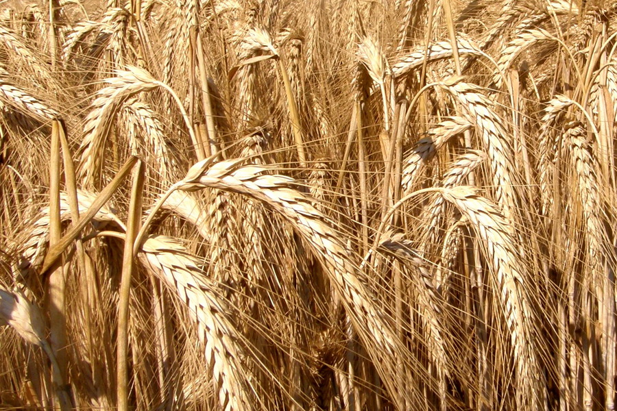 Ученые разработали новые сорта пшеницы для Северного Казахстана