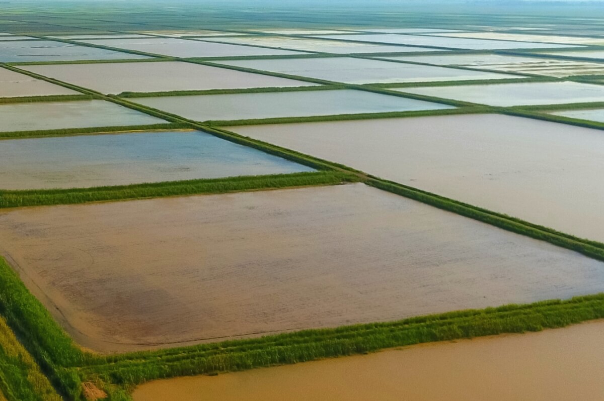 Кызылординская область намерена постепенно снижать площади рисовых посевов   