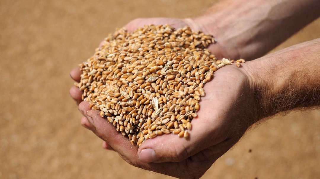 Около 90% убранного зерна нового урожая признано третьим классом