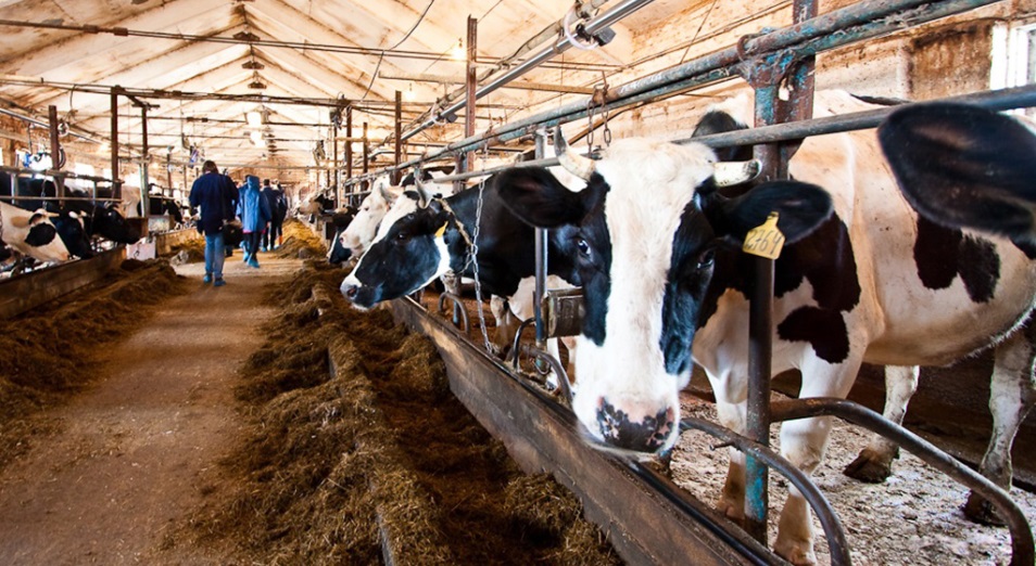 В Павлодарской области открыли молочно-товарную ферму на 700 голов