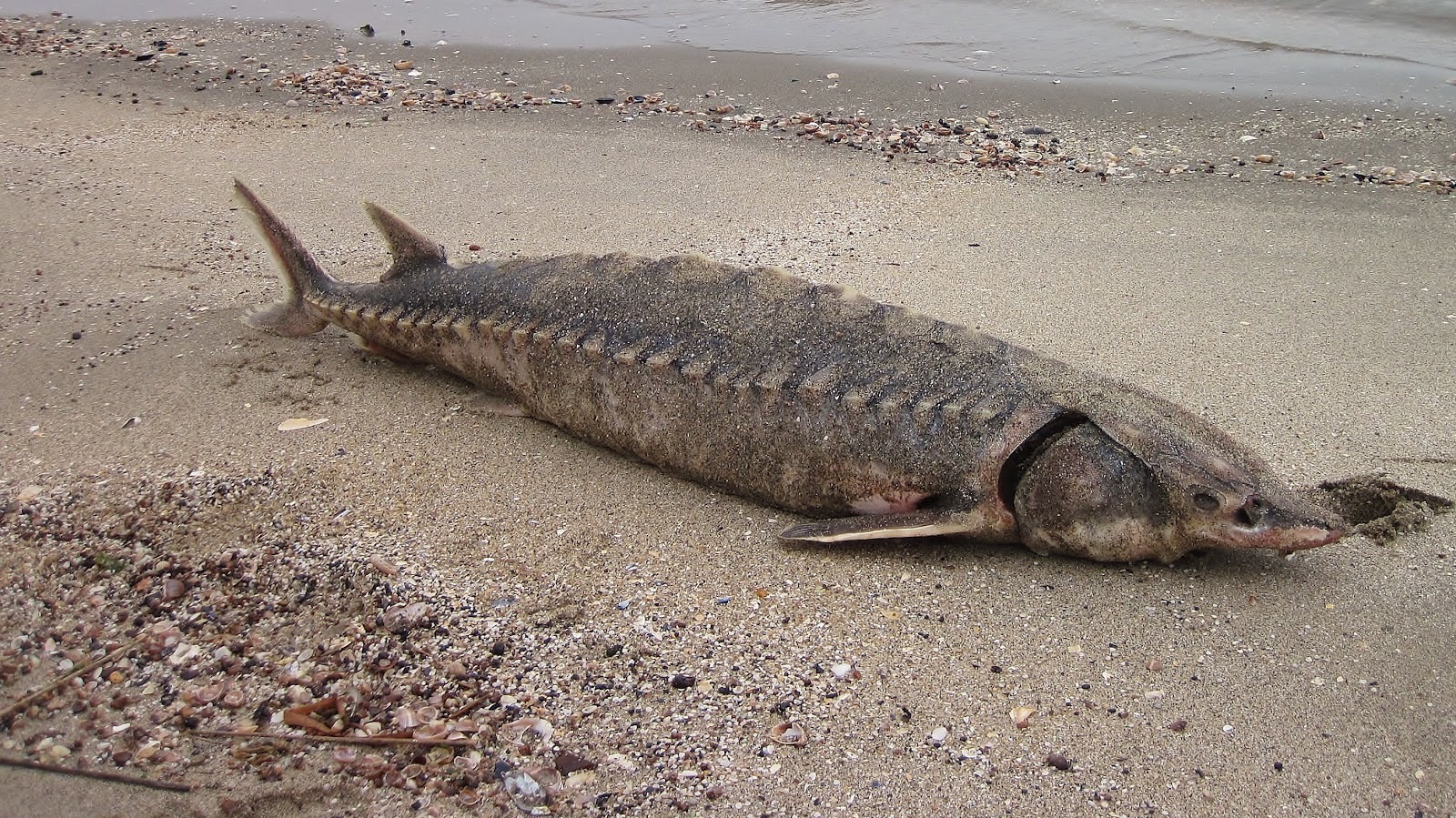 По фактам массовой гибели рыбы в реке Урал зарегистрированы два уголовных дела
