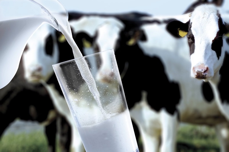 Перестать субсидировать экспорт молочного сырья предлагают в Казахстане    