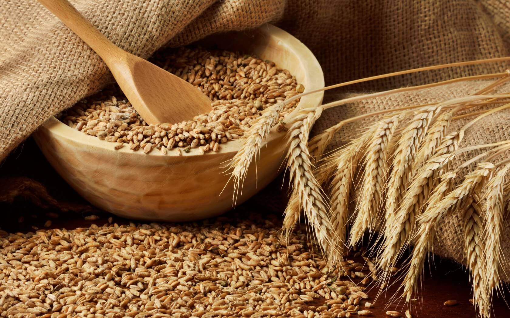 Минсельхоз США сохранил прогноз производства казахстанской пшеницы в текущем сельхозгоду 