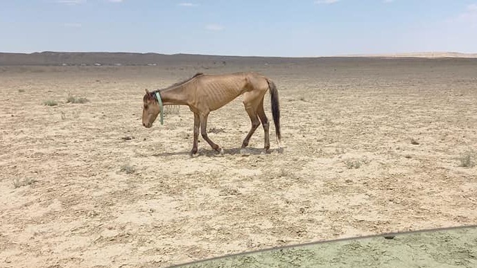 В Аральском районе, где из-за засухи погибли более 500 голов скота, объявлен режим ЧС