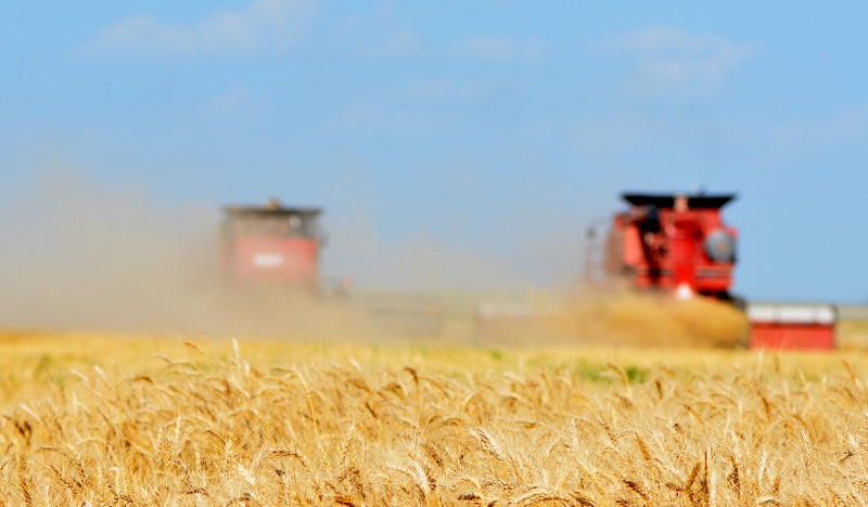 2,2 млн га зерновых и зернобобовых уже убрано в Казахстане 