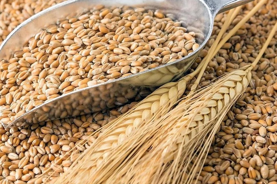 Запасы зерновых резко снизились в Казахстане  