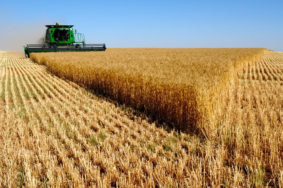 В Казахстане убрано 96,2% зерновых 