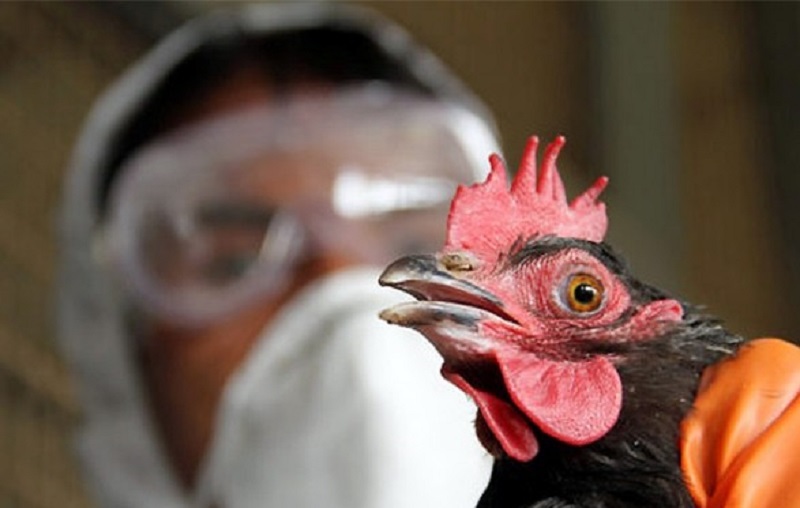 Птичий грипп в Казахстане: 400 человек находятся под наблюдением  