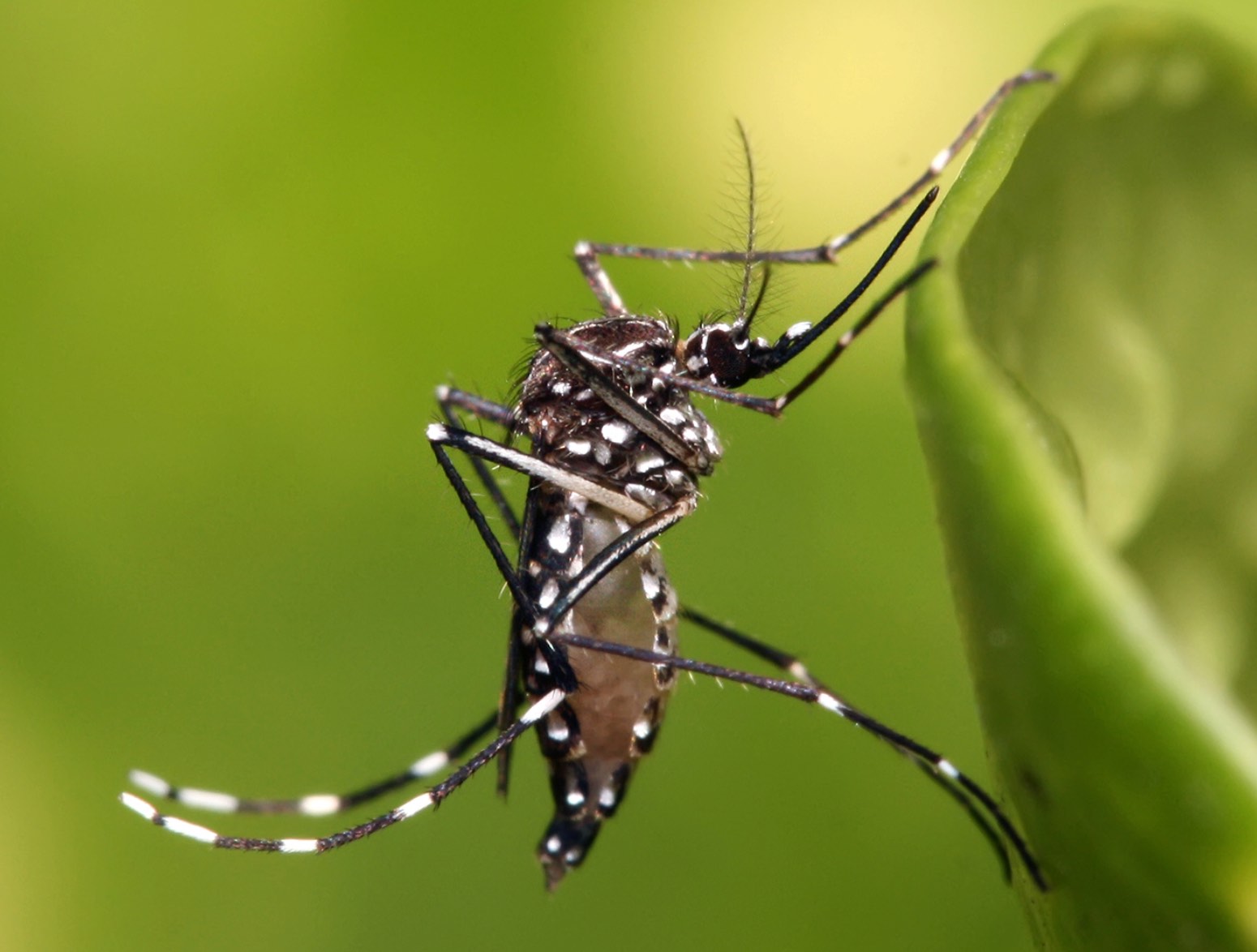 В Турции появился особо опасный вид комаров 