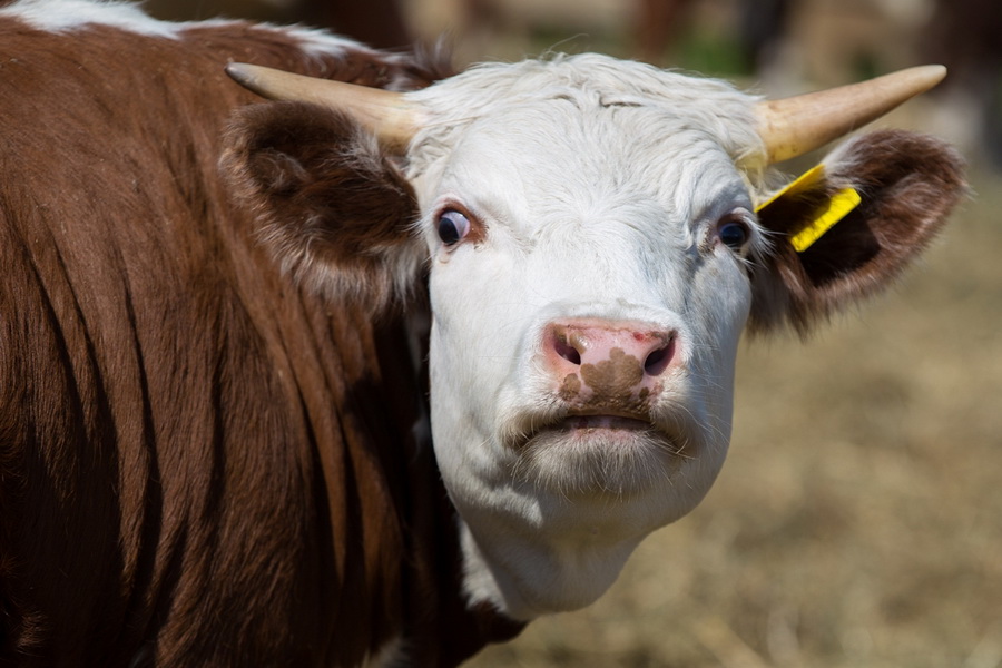 МСХ РК разрешает экспорт бычков и баранов 