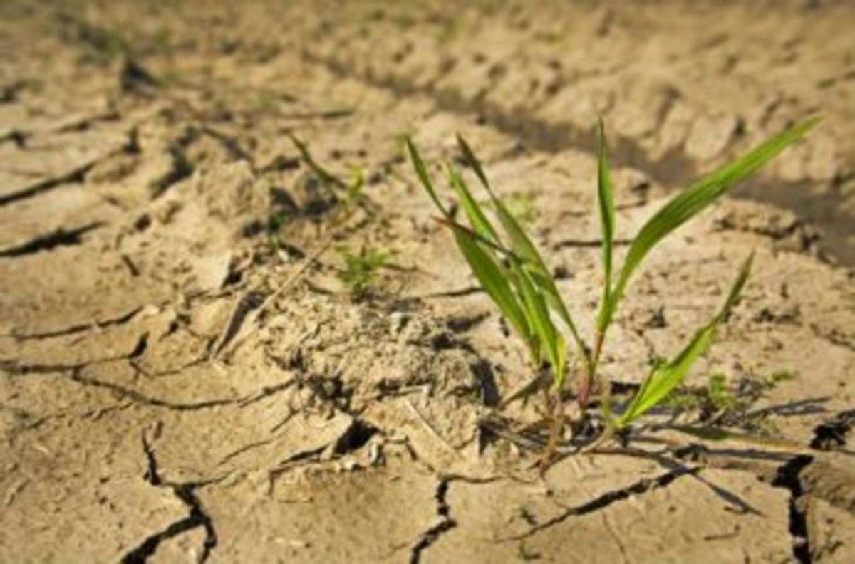 Производители риса могут потерять урожай из-за засухи 