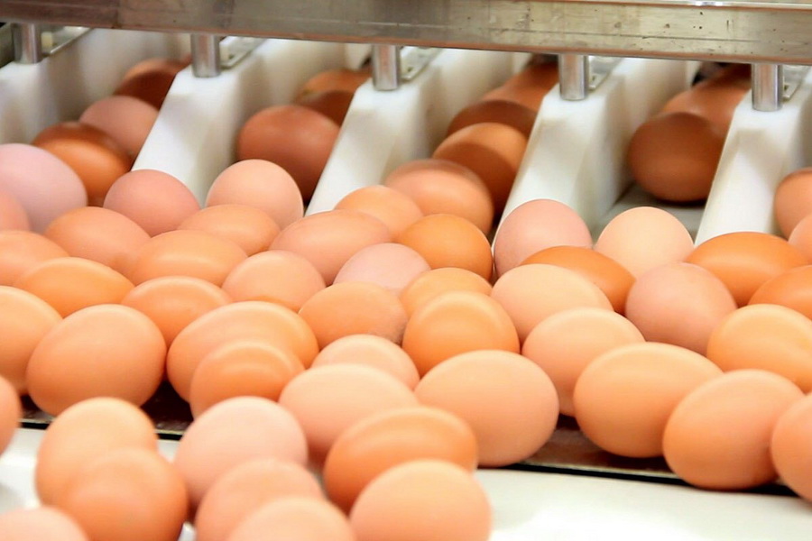 Производство яиц в Казахстане упало почти на 18%