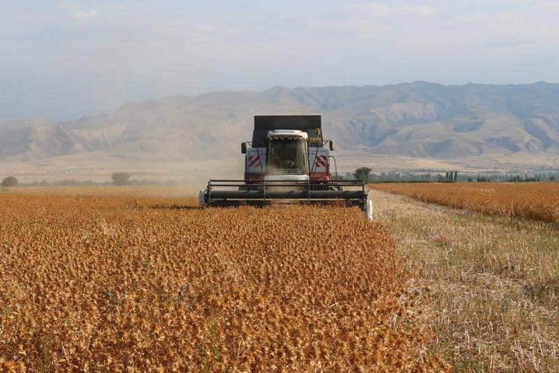В Туркестанской области собрали свыше 14 тысяч тонн сафлора