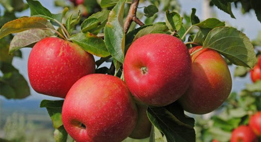 Минсельхоз намерен за четыре года вернуть рынок казахстанским яблокам