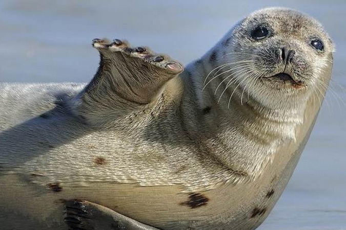 Ледоколы на Каспии стали угрозой для тюленей