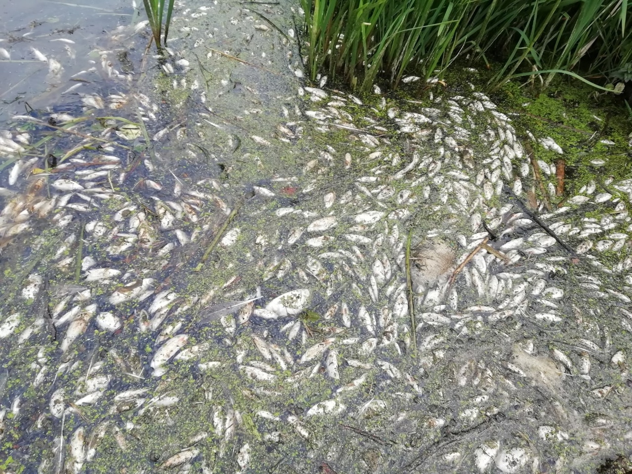 Мертвую рыбу собрали на озере близ Атырау  