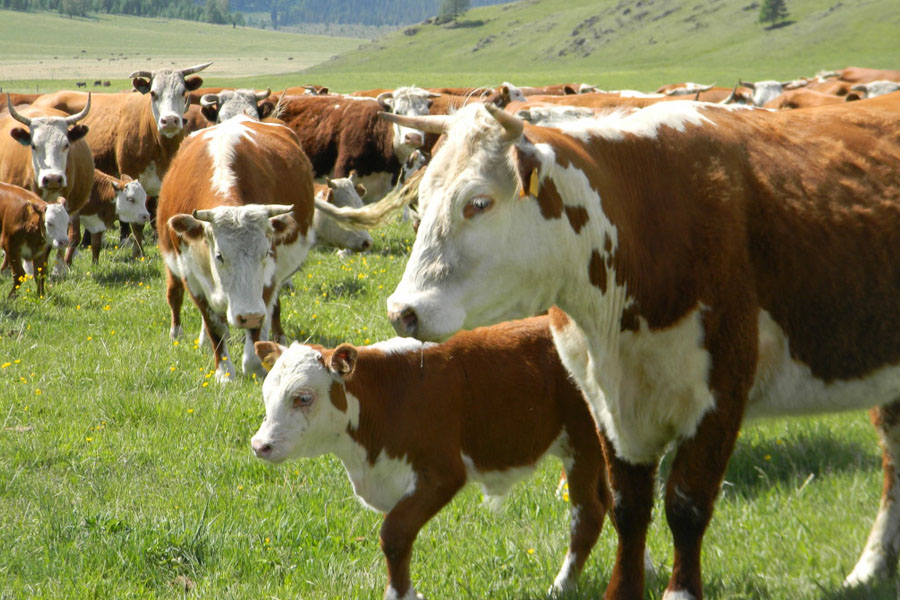 Массовый падеж скота: ветеринары ссылаются на нашествие оводов