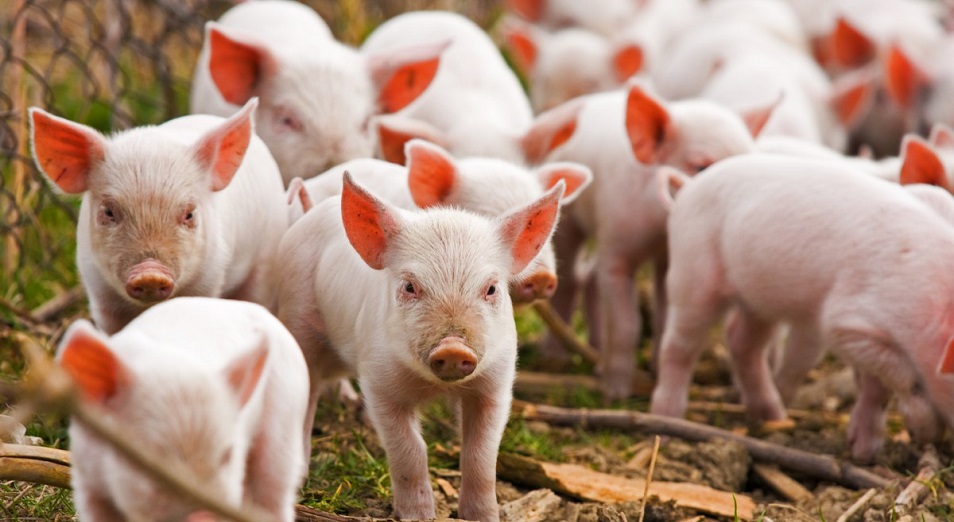 На границе с Казахстаном свиньи умирают от страшной болезни