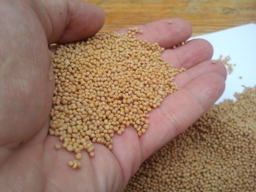 СМИ: казахстанские аграрии пытаются нелегально закупить элитные семена у Канады 