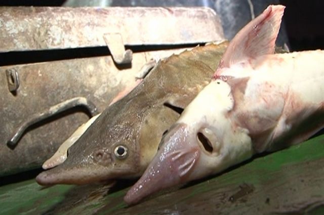 Рыбы на девять миллионов тенге наловили два браконьера в Павлодарской области