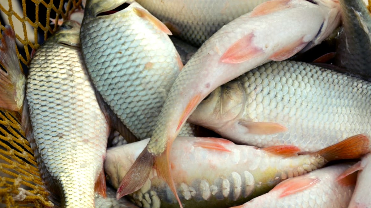 Проблемы рыбного промысла: браконьеры и упадок отрасли