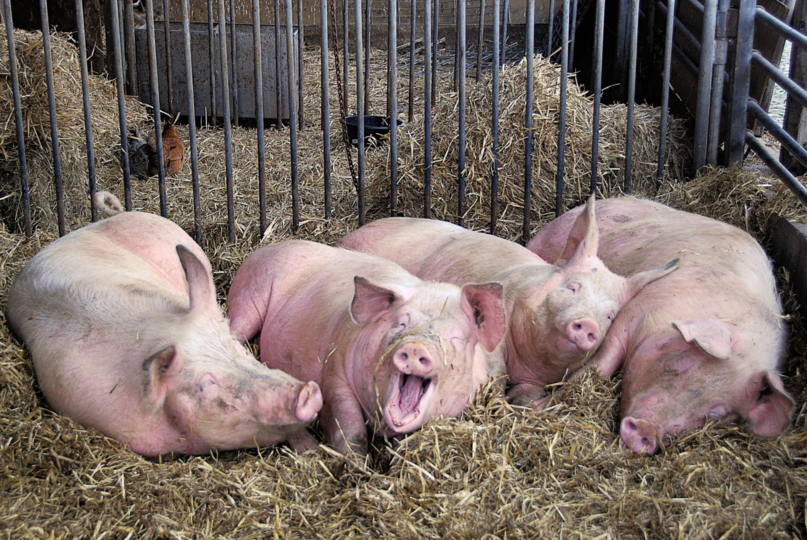 Зараженных АЧС свиней под Омском кормили отходами из ковидной больницы 