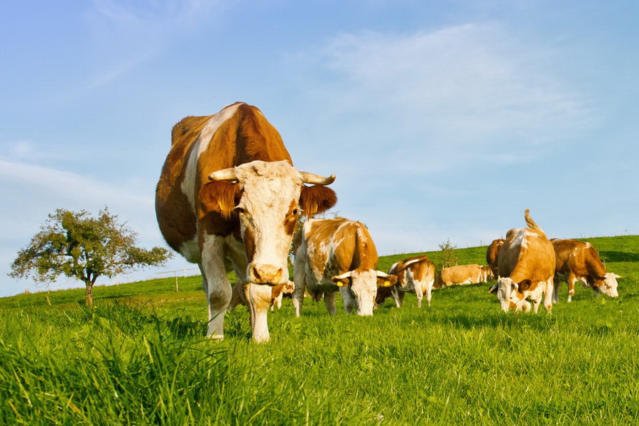 Еще 16 молочных ферм планируют запустить в СКО