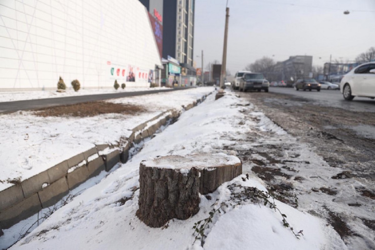 Управление "зеленой" экономики Алматы требует посадить деревья взамен уничтоженных