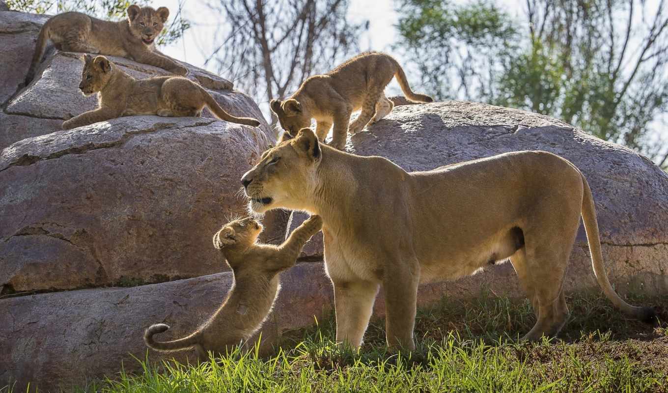 В зоопарке Барселоны коронавирусом заразились четыре льва