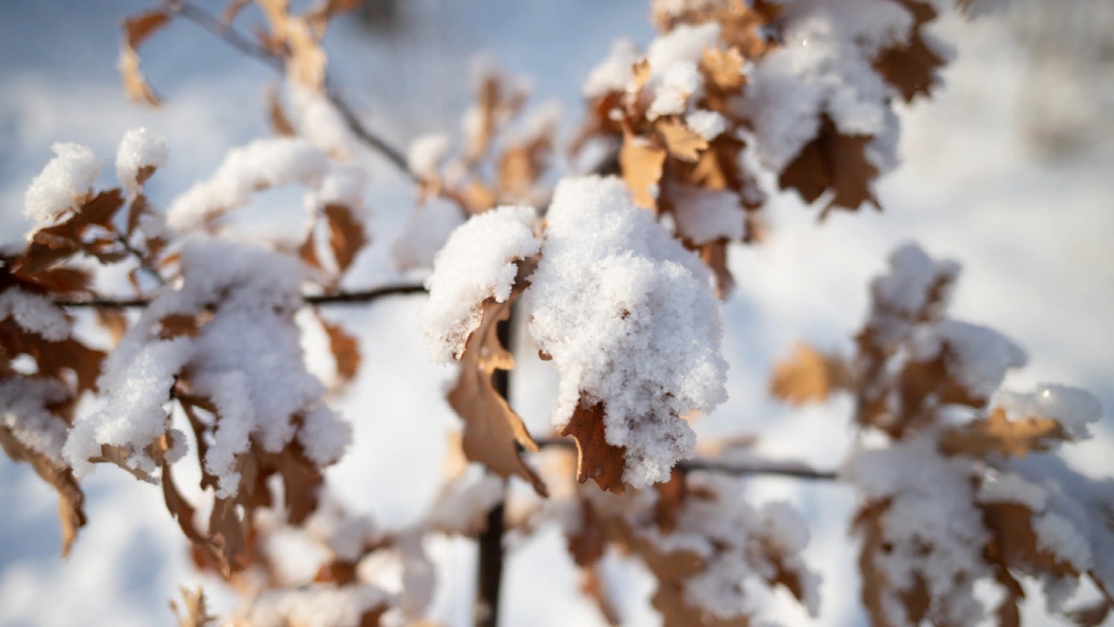 Погода в Казахстане: морозы ожидаются на севере страны 
