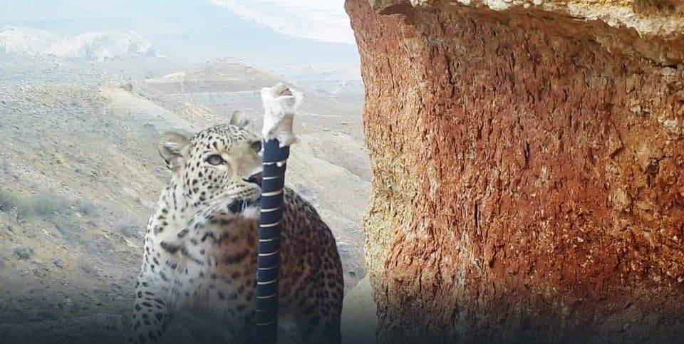 Переднеазиатский леопард попал в фотоловушку в Устюртском заповеднике