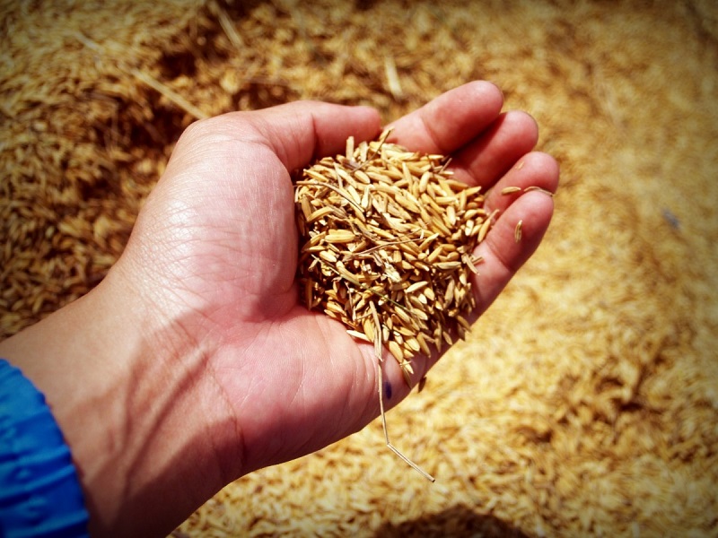 Из-за "серых" схем продажи зерна костанайские экспортеры терпят убытки