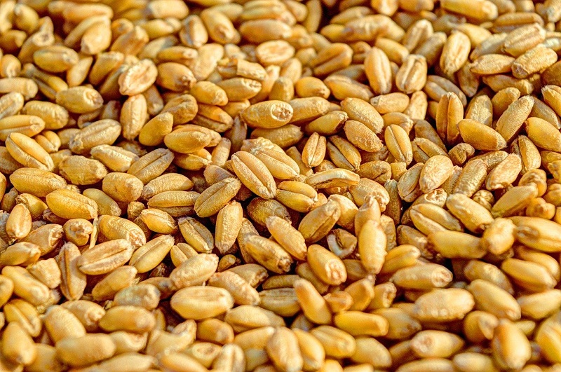 Запасы зерновых и бобовых в Казахстане увеличились на 1 млн тонн