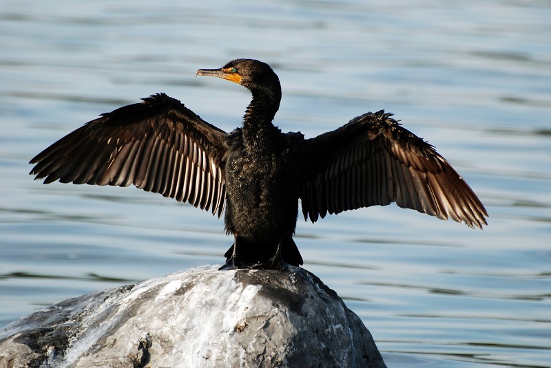 Атырауские экологи проведут проверку по гибели птиц в природном резервате 
