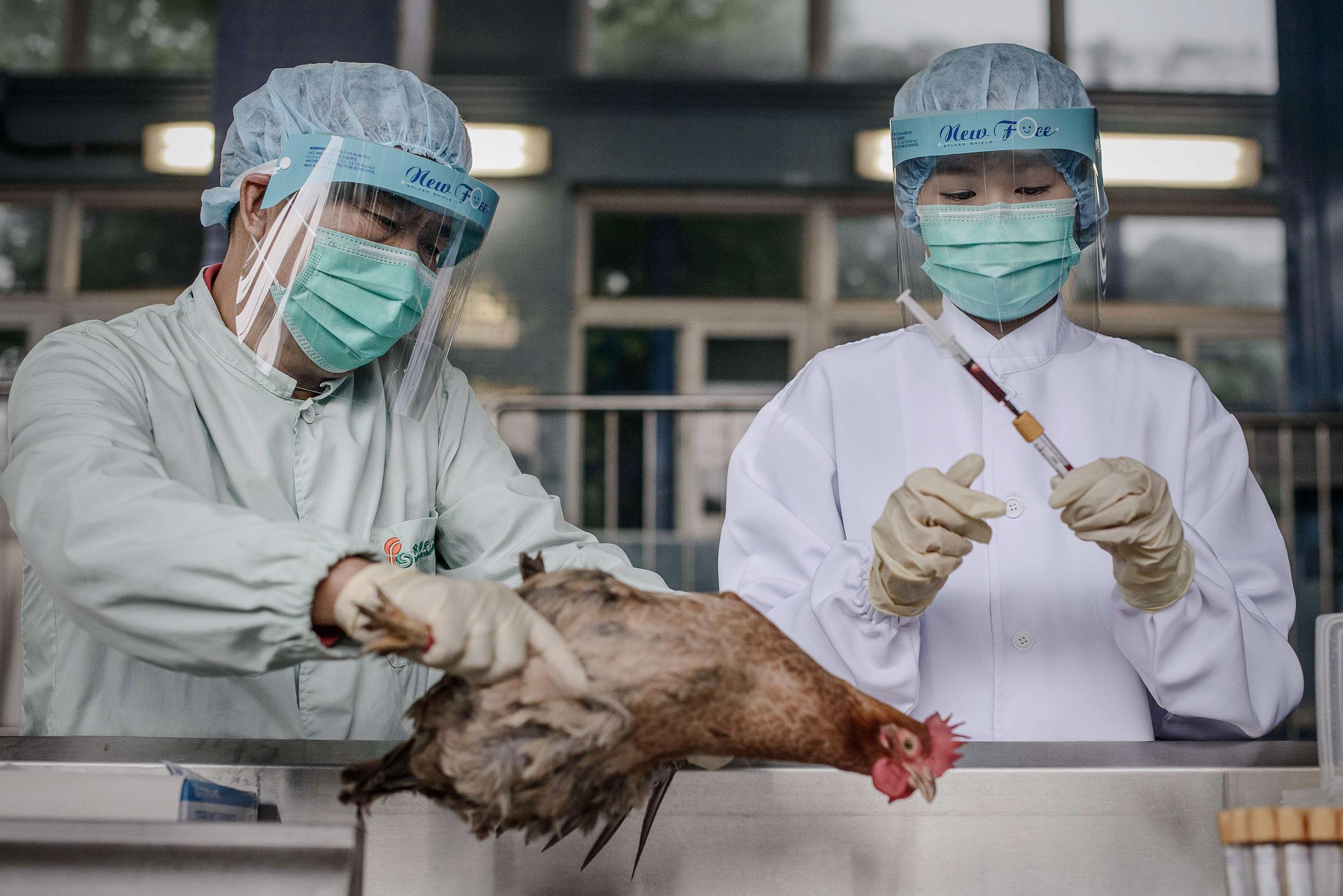 В Японии вспышку птичьего гриппа зафиксировали уже в десяти префектурах