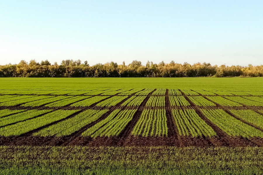В Казахстане сократят сроки предоставления сельхозземель 