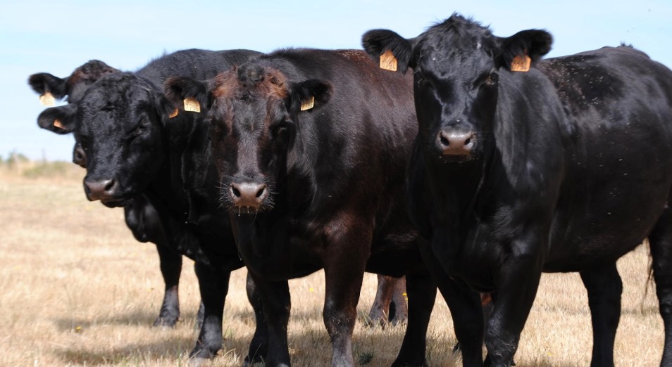 Как «помощь» от власти губит мясной рынок в Казахстане