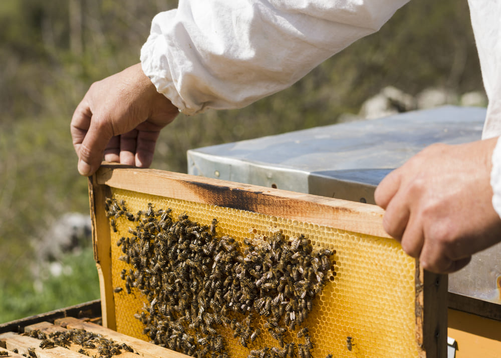 Сенаторы попросили поддержать пчеловодов и мараловодов  