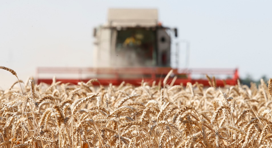 В Казахстане прогнозируют урожай зерна на уровне прошлых объемов